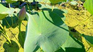 IMG_20150719_163757.jpg