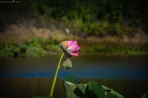 DSC_1217.jpg