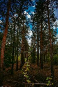 DSC_1208_1.jpg