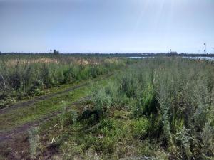 IMG_20170718_080640_HDR.jpg