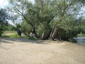 IMG_4996.JPG