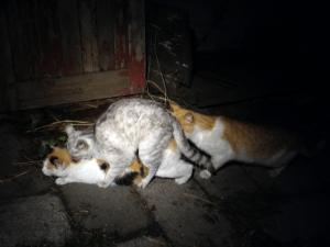 Кошка-лесбиянка1.jpg
