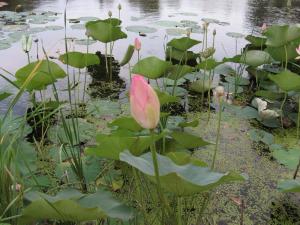 IMG_7586.jpg