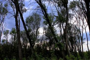 IMG_9532  1.jpg