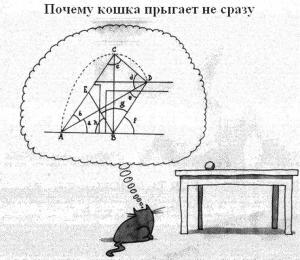 кошка.jpg