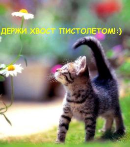 держи хвост пистолетом.jpg