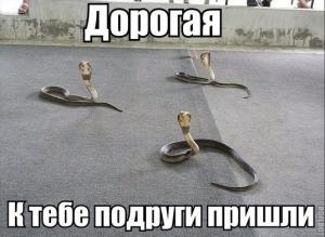 5be5aec6ad3276e4840d99dc2fea489c.jpg
