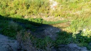 IMG_20150808_153805.jpg