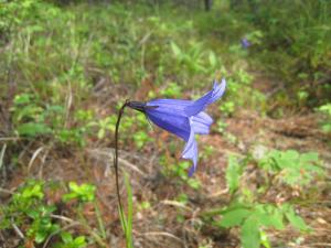 IMG_0824.JPG