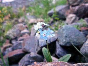 Осетия 0504.JPG