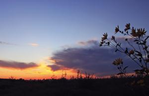 IMG_0377 1.jpg