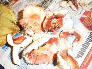 SDC14263.JPG