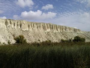Белая гребенка.jpg