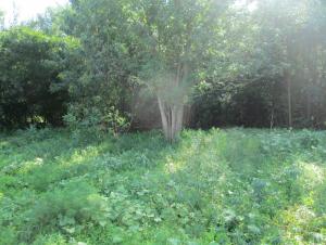 IMG_0033.JPG