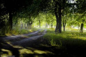 DSC_0013-3.JPG