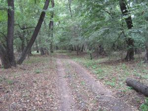 IMG_5498.JPG