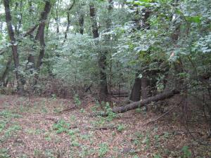 IMG_5500.JPG