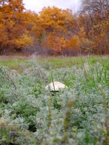 DSCN7161.JPG