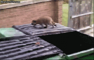 jump.gif