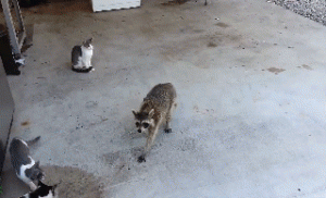 snatch.gif