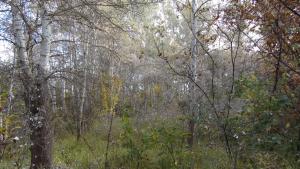IMG_1684.JPG