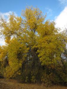 IMG_0767.JPG
