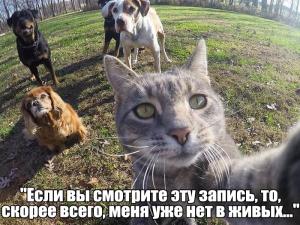 Кот и собаки.jpeg