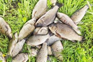 depositphotos_8199794-stock-photo-fishing-catch-crucians-lie-in.jpg