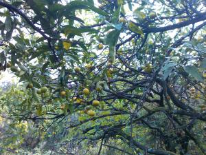 IMG_20131028_110950.jpg