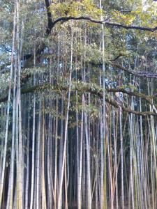 IMG_20131028_151946.jpg