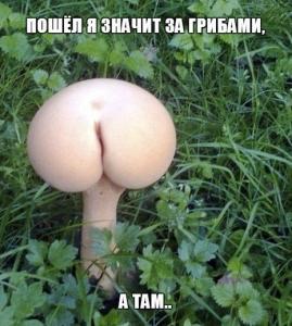гриб.jpg