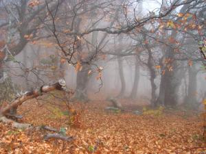 Осенний лес.jpg