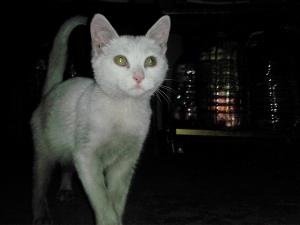 IMG_20151217_204536b.jpg