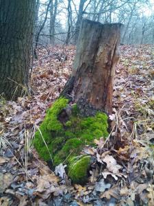 2015-12-20 12-04-55.JPG