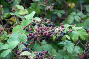 20150803-212605.jpg