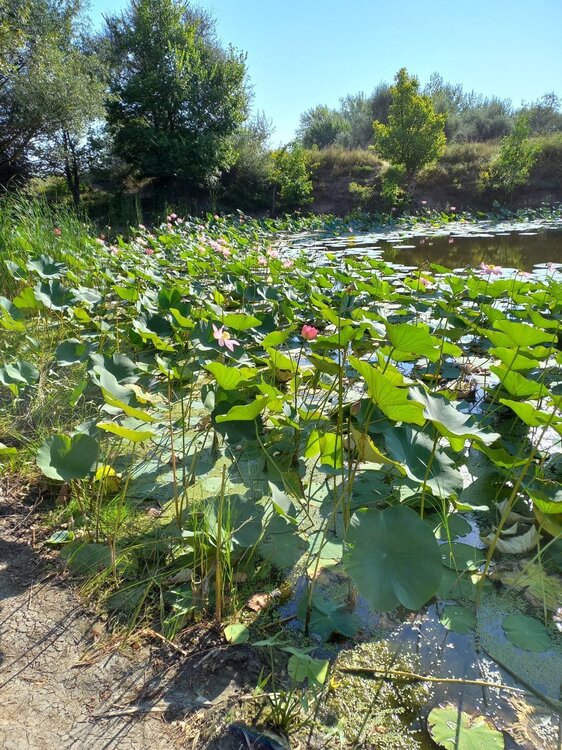 h-2507.jpg