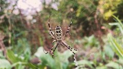 Фото велопокатушек и ПВД 42303