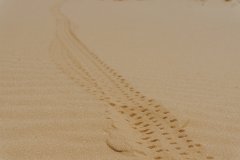 Фото велопокатушек и ПВД 42519