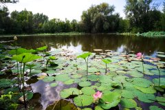 Фото велопокатушек и ПВД 42544