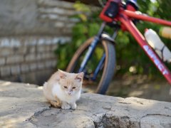 Фото велопокатушек и ПВД 42823