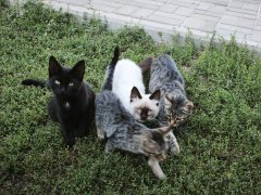 Фото велопокатушек и ПВД 42834