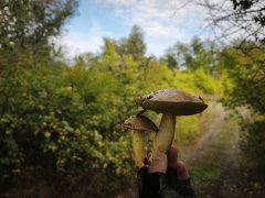 Фото велопокатушек и ПВД 43038