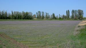 DSC_8281.JPG
