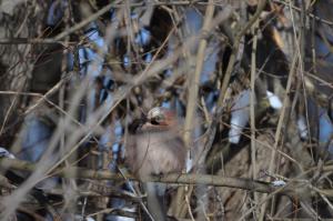 DSC_4260.JPG