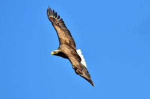 DSC_4381-3.jpg