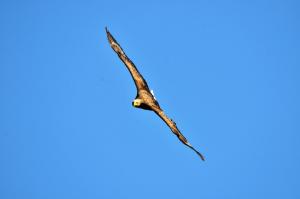 DSC_4382-2.jpg