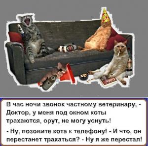 Коты.jpeg