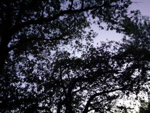 IMG_20180621_203713.jpg