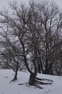 DSC04706.jpg