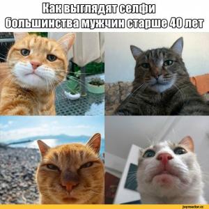 коты_40_лет_приговор_не_приговор.jpg